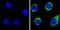 Plasminogen antibody, PA1-600, Invitrogen Antibodies, Immunofluorescence image 