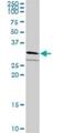 GPN-Loop GTPase 2 antibody, H00054707-B03P, Novus Biologicals, Western Blot image 