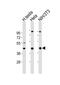 G Protein Subunit Alpha 11 antibody, PA5-49439, Invitrogen Antibodies, Western Blot image 