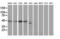 DnaJ Heat Shock Protein Family (Hsp40) Member B1 antibody, LS-C785466, Lifespan Biosciences, Western Blot image 