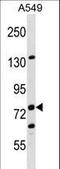 LIM Domain And Actin Binding 1 antibody, LS-C165774, Lifespan Biosciences, Western Blot image 