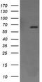 Endoglin antibody, TA506169BM, Origene, Western Blot image 