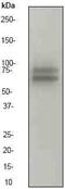 MYB Proto-Oncogene, Transcription Factor antibody, ab45150, Abcam, Western Blot image 
