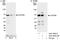 Cleavage Stimulation Factor Subunit 2 antibody, A301-093A, Bethyl Labs, Immunoprecipitation image 