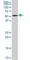 Katanin Catalytic Subunit A1 antibody, H00011104-B01P, Novus Biologicals, Western Blot image 