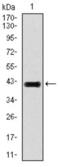 E2F-1 antibody, abx011766, Abbexa, Western Blot image 