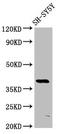Mohawk Homeobox antibody, LS-C674339, Lifespan Biosciences, Western Blot image 
