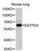 Ectonucleoside Triphosphate Diphosphohydrolase 3 antibody, abx125817, Abbexa, Western Blot image 
