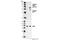 CAMP Responsive Element Binding Protein 1 antibody, 9198S, Cell Signaling Technology, Western Blot image 