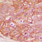 Catenin Beta 1 antibody, LS-C356001, Lifespan Biosciences, Immunohistochemistry frozen image 
