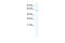 Homeobox And Leucine Zipper Encoding antibody, 28-701, ProSci, Western Blot image 