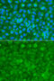 Serpin Family A Member 3 antibody, 13-502, ProSci, Immunofluorescence image 