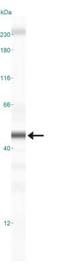 Aminoacyl TRNA Synthetase Complex Interacting Multifunctional Protein 1 antibody, NBP2-27080, Novus Biologicals, Western Blot image 