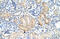 Frizzled Class Receptor 7 antibody, 29-540, ProSci, Immunohistochemistry paraffin image 