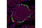 Glucagon antibody, 8233P, Cell Signaling Technology, Immunofluorescence image 