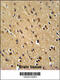 Phosphoribosylformylglycinamidine Synthase antibody, 61-648, ProSci, Immunohistochemistry paraffin image 