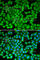 Lysine Acetyltransferase 5 antibody, A1678, ABclonal Technology, Immunofluorescence image 