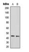 Sirtuin 2 antibody, orb393162, Biorbyt, Western Blot image 