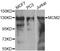 Minichromosome Maintenance Complex Component 2 antibody, abx000979, Abbexa, Western Blot image 