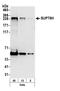 SPT6 Homolog, Histone Chaperone And Transcription Elongation Factor antibody, A300-802A, Bethyl Labs, Western Blot image 