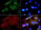 Heat Shock Protein Family B (Small) Member 1 antibody, NBP1-75477, Novus Biologicals, Immunocytochemistry image 