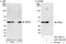 WD Repeat Domain 4 antibody, A301-555A, Bethyl Labs, Western Blot image 