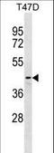 DnaJ Heat Shock Protein Family (Hsp40) Member B12 antibody, LS-C157688, Lifespan Biosciences, Western Blot image 