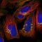 Golgin A3 antibody, HPA039809, Atlas Antibodies, Immunofluorescence image 