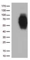 CD86 antibody, TA813082, Origene, Western Blot image 