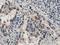 Lactamase Beta 2 antibody, LS-C337300, Lifespan Biosciences, Immunohistochemistry frozen image 