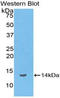 Beta-Lipotropin antibody, LS-C303567, Lifespan Biosciences, Western Blot image 