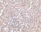 Receptor-associated protein 80 antibody, NBP1-76829, Novus Biologicals, Immunohistochemistry frozen image 