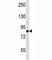 Minichromosome Maintenance Complex Component 7 antibody, F44682-0.4ML, NSJ Bioreagents, Western Blot image 