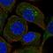 Trafficking Protein Particle Complex 3 antibody, HPA028408, Atlas Antibodies, Immunofluorescence image 