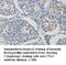 Cullin 5 antibody, MBS415579, MyBioSource, Immunohistochemistry frozen image 