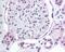 T-Box 2 antibody, 49-739, ProSci, Immunohistochemistry paraffin image 