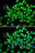 Alsin Rho Guanine Nucleotide Exchange Factor ALS2 antibody, A7125, ABclonal Technology, Immunofluorescence image 