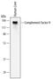 Complement Factor H antibody, MAB4779, R&D Systems, Western Blot image 