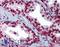 Solute Carrier Family 35 Member A5 antibody, LS-B3555, Lifespan Biosciences, Immunohistochemistry frozen image 