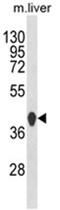 PPD antibody, AP18053PU-N, Origene, Western Blot image 