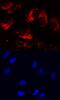 Leucine Rich Repeats And Immunoglobulin Like Domains 1 antibody, AF3688, R&D Systems, Immunofluorescence image 