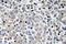 Interleukin 16 antibody, AP20783PU-N, Origene, Immunohistochemistry frozen image 