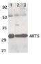 Septin-4 antibody, PA5-20001, Invitrogen Antibodies, Western Blot image 