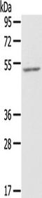Zinc finger protein 36, C3H1 type-like 2 antibody, TA351816, Origene, Western Blot image 