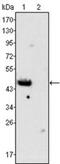 GATA Binding Protein 4 antibody, NBP1-47540, Novus Biologicals, Western Blot image 