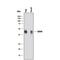 CD40 Molecule antibody, AF632, R&D Systems, Western Blot image 