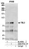 Transducin Beta Like 3 antibody, A304-777A, Bethyl Labs, Immunoprecipitation image 