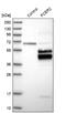 Fc Fragment Of IgE Receptor II antibody, NBP1-85776, Novus Biologicals, Western Blot image 