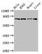 Ral Guanine Nucleotide Dissociation Stimulator Like 2 antibody, orb400220, Biorbyt, Western Blot image 