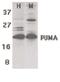 BCL2 Binding Component 3 antibody, PA5-20007, Invitrogen Antibodies, Western Blot image 